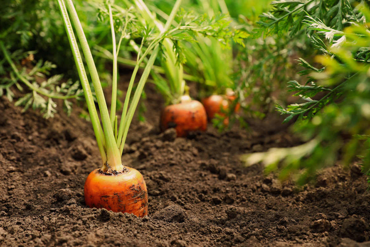 Vier Wurzelgemüse, die Anfang August ausgesät werden müssen, um im Herbst eine Ernte köstlicher Gemüse zu erzielen