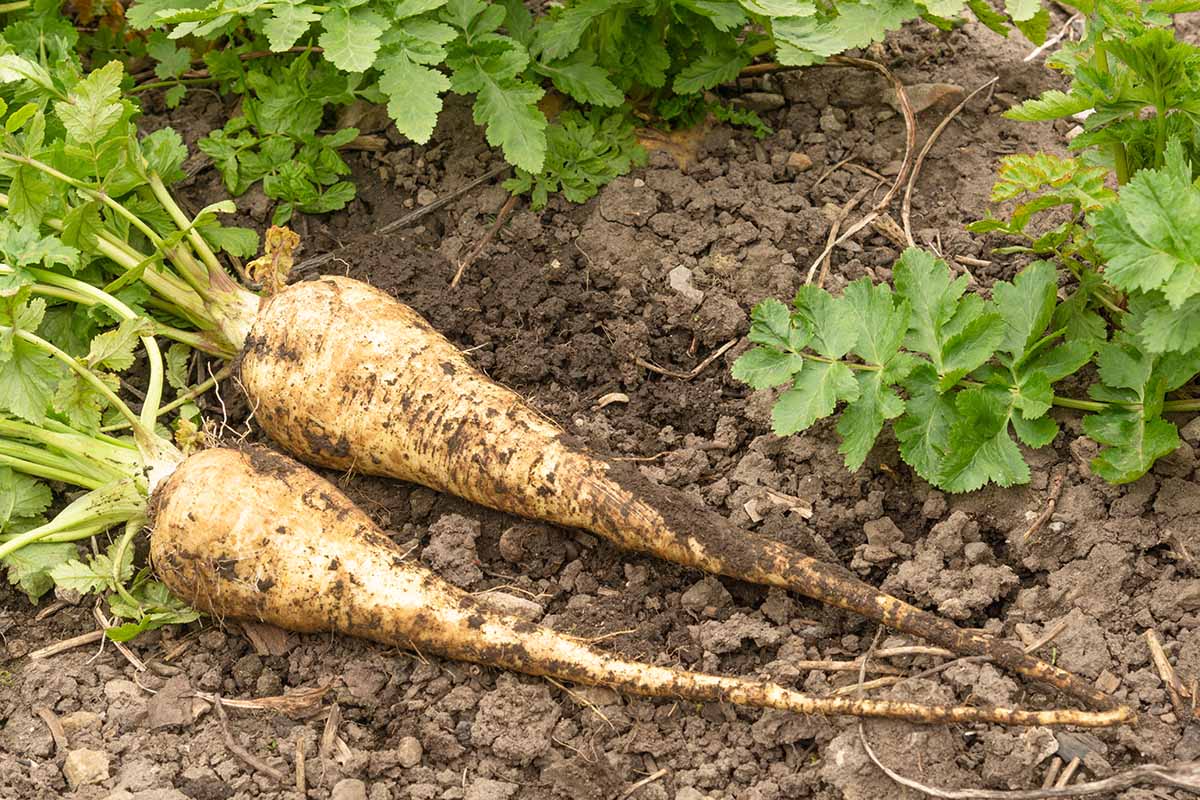 Vier Wurzelgemüse, die Anfang August ausgesät werden müssen, um im Herbst eine Ernte köstlicher Gemüse zu erzielen