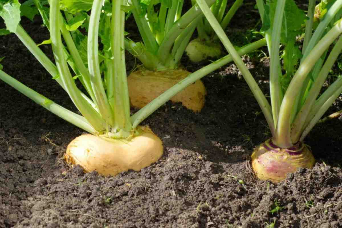 Vier Wurzelgemüse, die Anfang August ausgesät werden müssen, um im Herbst eine Ernte köstlicher Gemüse zu erzielen