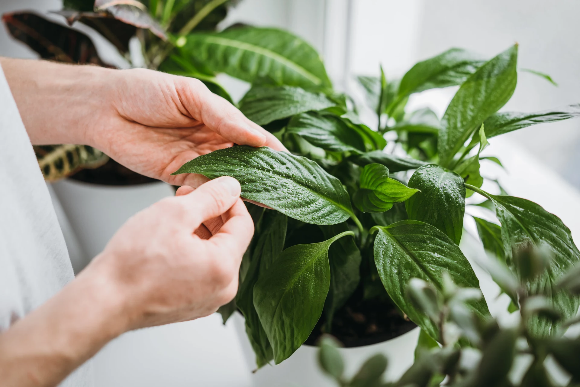 Geben Sie einige Körner in den Topf, und die Blätter des Aloe-Baums werden nach einigen Tagen wieder lebendig. Ein genialer Trick aus der Küche