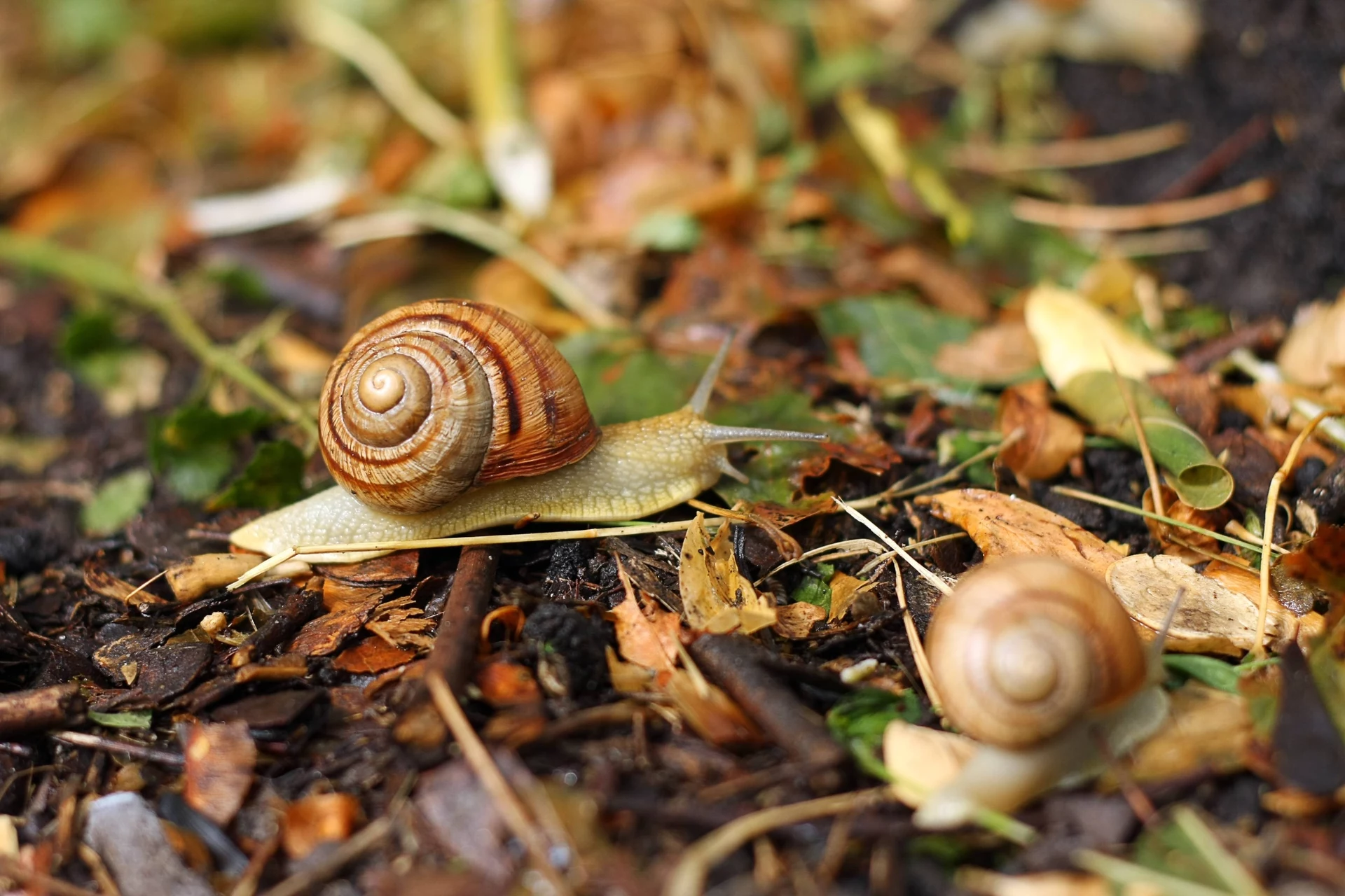 Vernichten Sie Schnecken in Ihrem Garten für immer. Hier sind die besten Methoden.