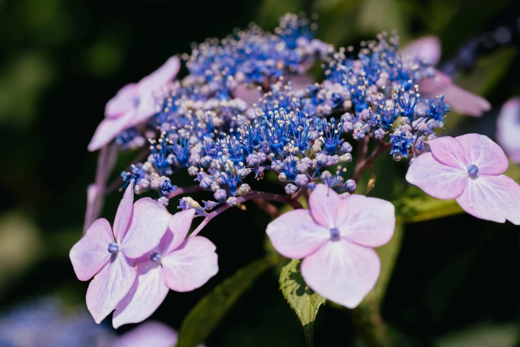 Eine Schattenpflanze mit ungewöhnlichen Blüten. Die Moos-Hortensie erobert die Gärten.