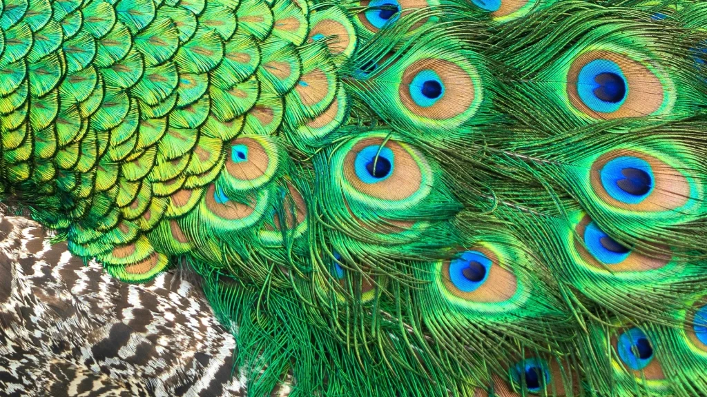 Pfauenfedern als natürliche Laser. Eine bahnbrechende Entdeckung in der Biologie.