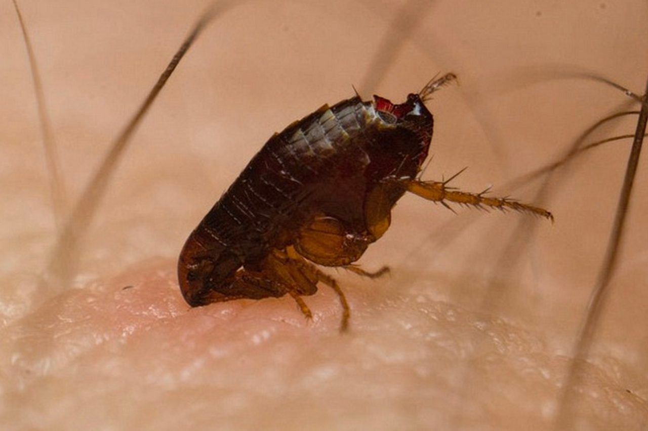 Auf Wiedersehen, Flöhe, für immer: ein von Tierärzten empfohlenes Hausmittel