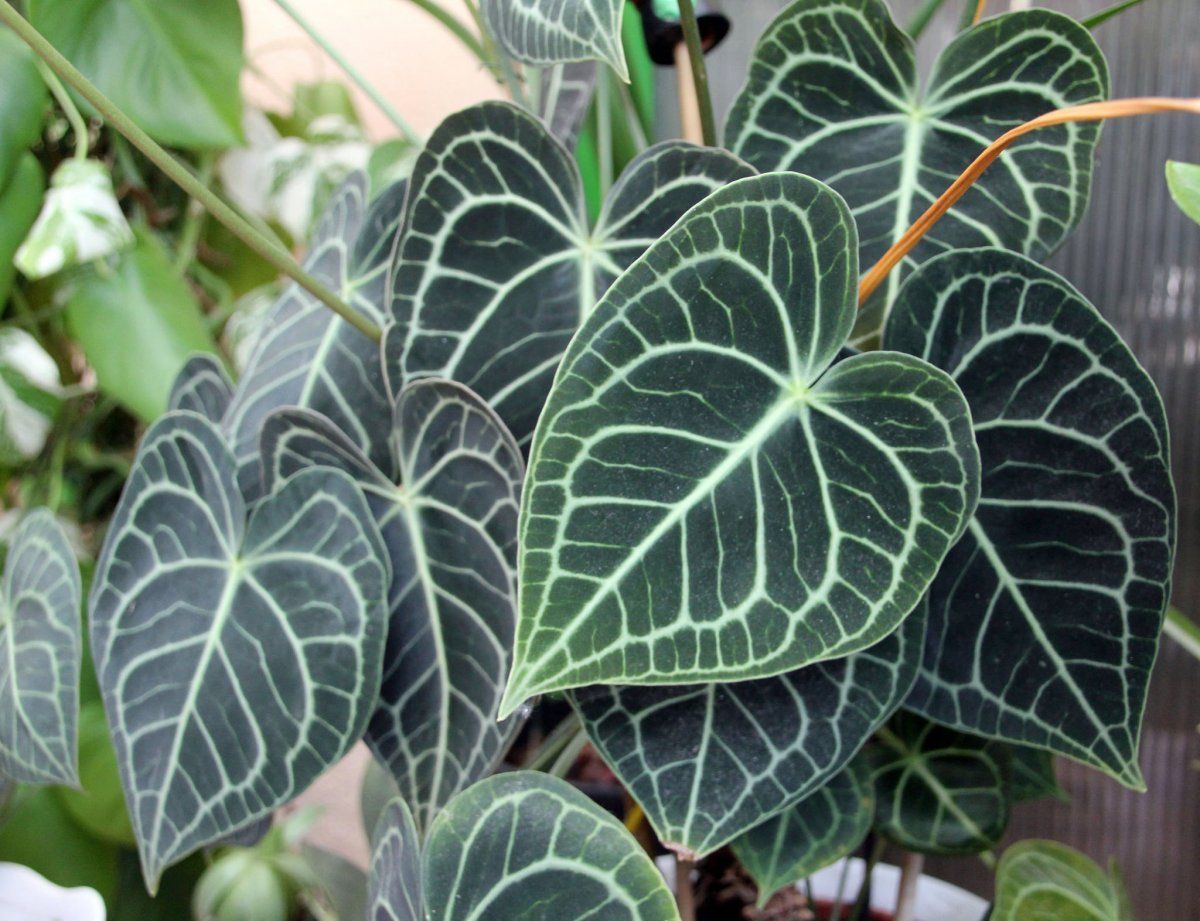 Geben Sie einen Teelöffel davon ins Wasser. Ihr Anthurium wird wie verrückt blühen.