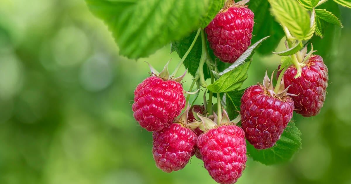Planen Sie, Himbeeren zu schneiden? Zunächst müssen Sie sich über eine Frage klar werden