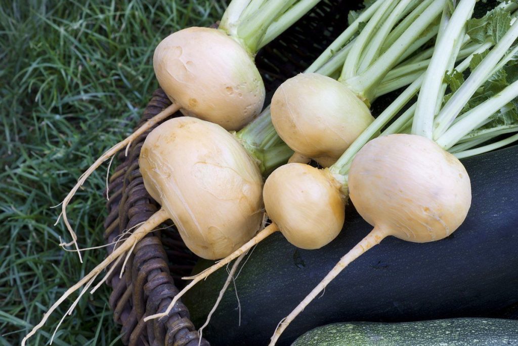 Säen Sie dieses anspruchslose Gemüse Anfang August: Trotz der kühlen Nächte im Garten ist die Ernte bereits im September garantiert.