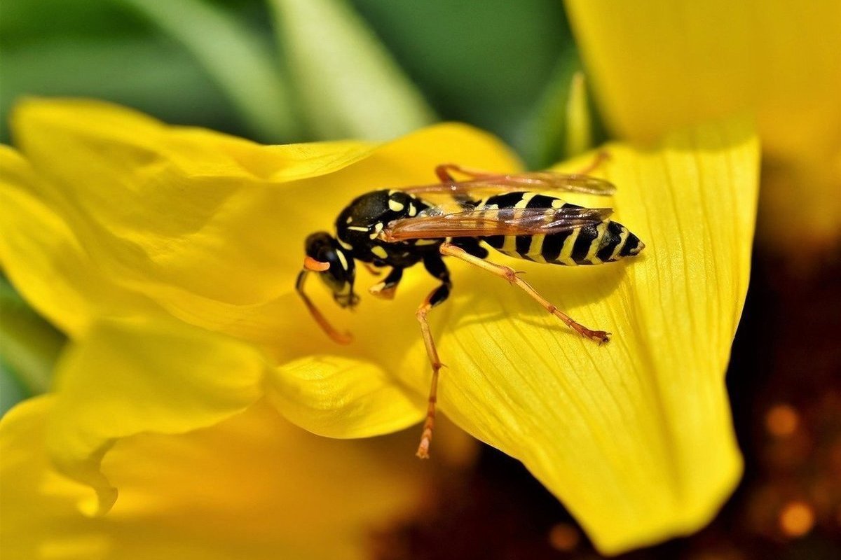 Was man laut Wissenschaft tun sollte, um Wespen zu vertreiben und in Ruhe zu essen Wespen sind unangenehme Tischgenossen bei Sommeressen im Freien. Aber wenn wir wissen, was sie suchen, können wir auch lernen, wie man sie loswird
