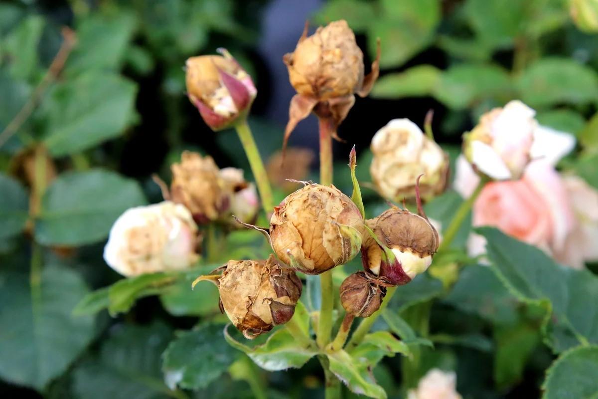 Verfärben sich die Blätter Ihrer Rosen gelb? Keine Panik, finden Sie einfach die Ursache heraus.