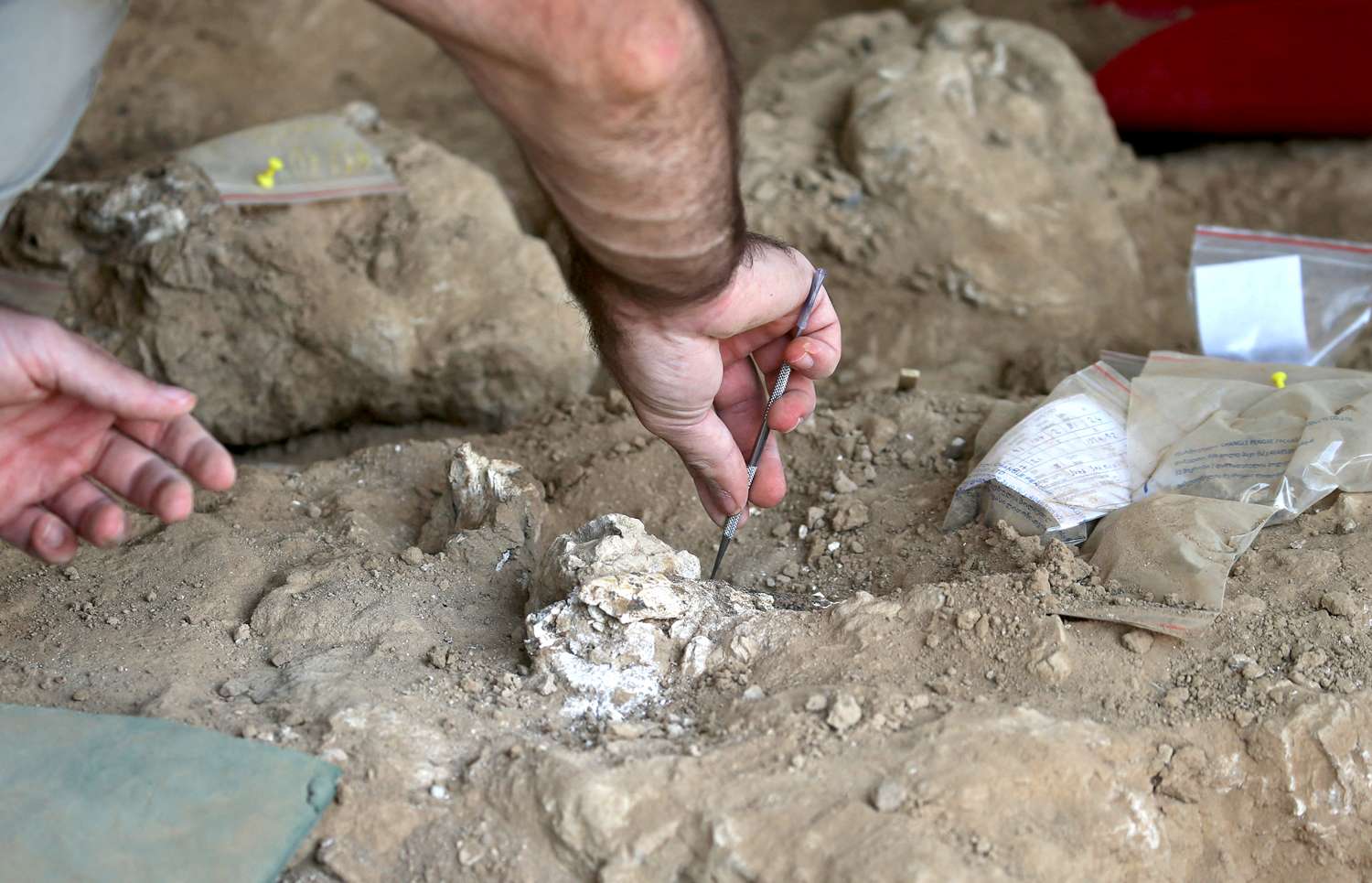1,8 Millionen Jahre alte Überreste. Sensation in Georgien.