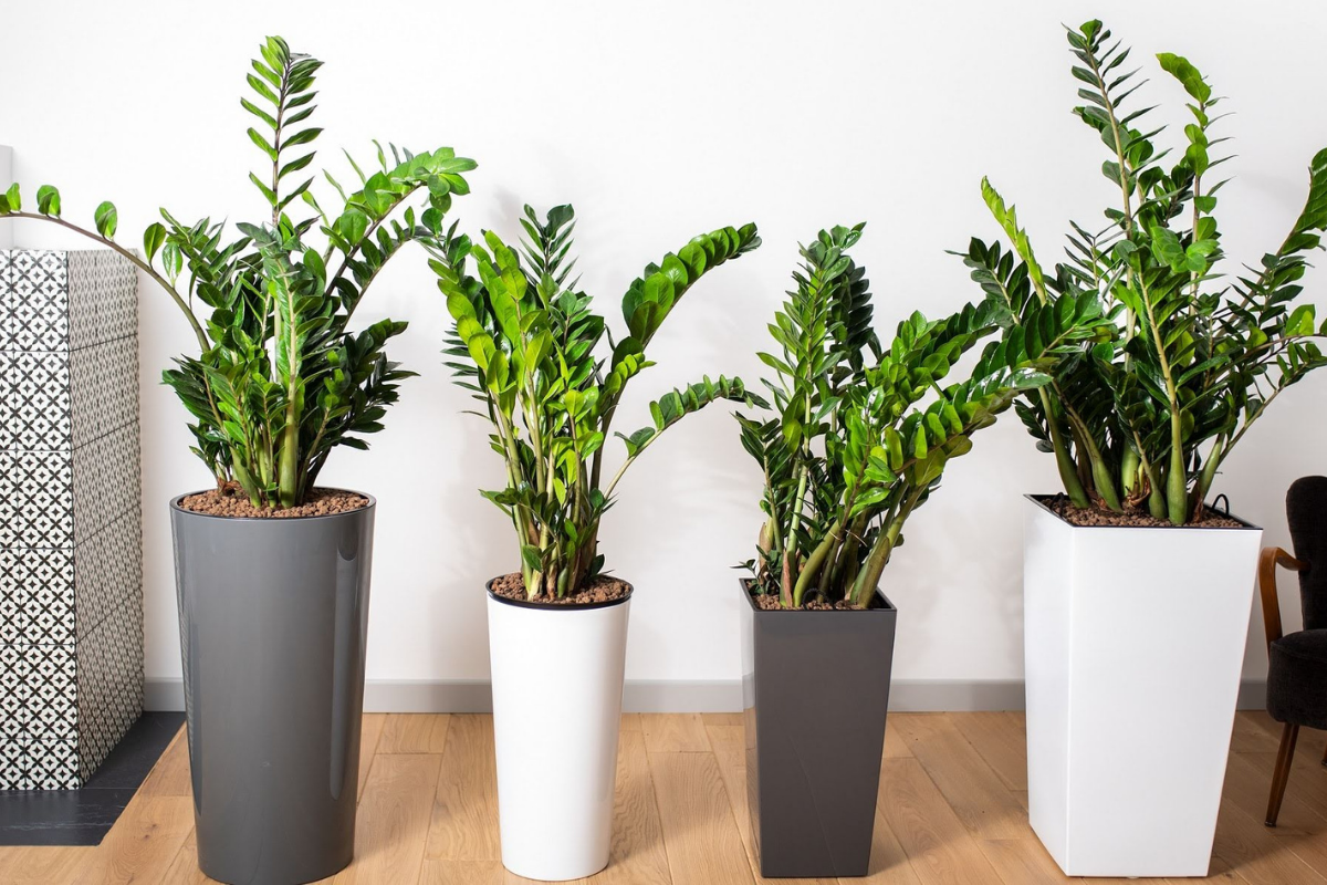 Wie man Zamioculcas dazu bringt, neue Blätter zu bilden: Man muss lediglich diese 3 Fehler beheben.