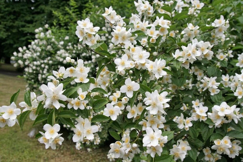 Wie man Jasmin in einem Topf züchtet und die duftendste Blume im Garten zu Hause hat