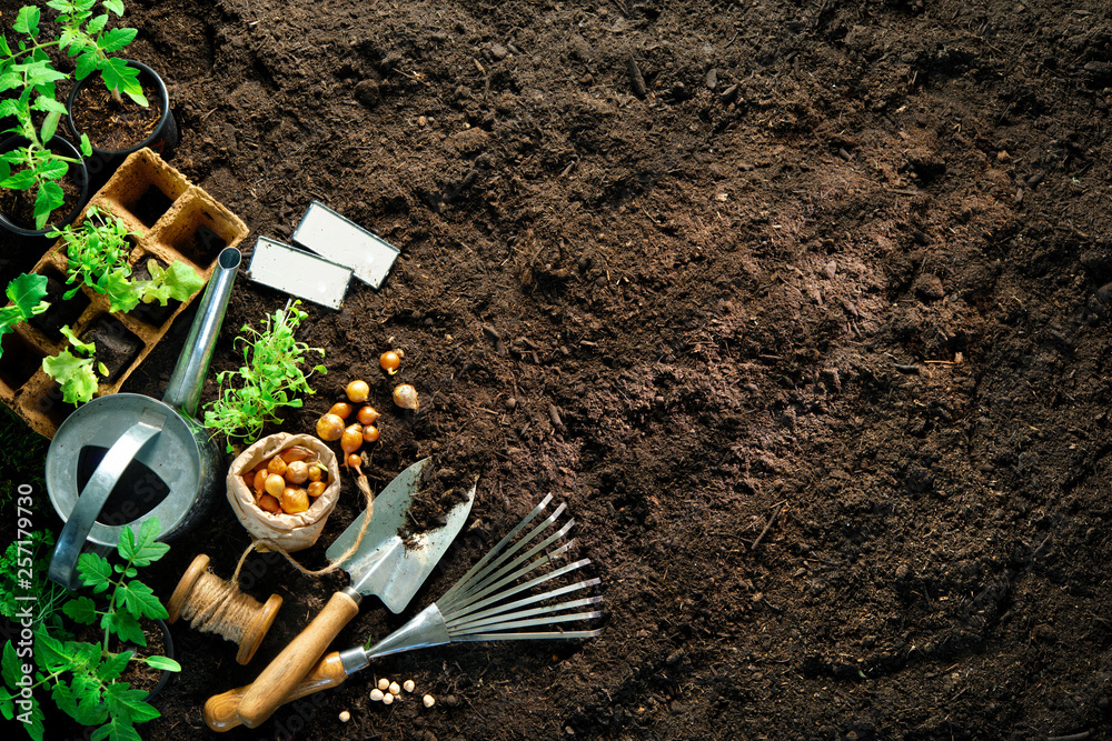 Diese Seife ist ein natürlicher Schutz gegen Kartoffelfäule und andere Krankheiten im Garten