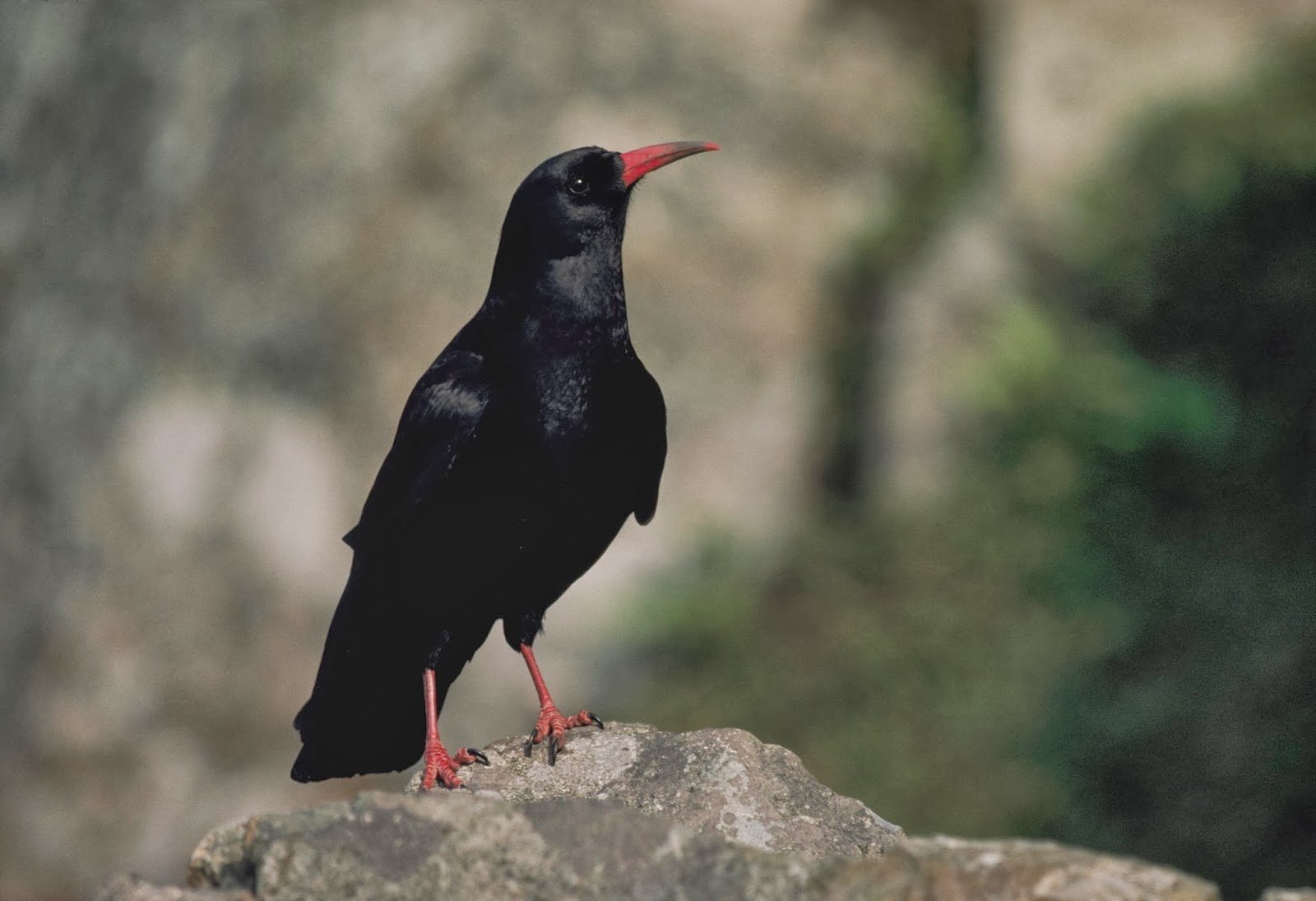 Die Rückkehr des „blutigen Schnabels“ | Ein symbolträchtiger Vogel, der als ausgestorben galt, kehrte nach 200 Jahren zurück und überraschte alle