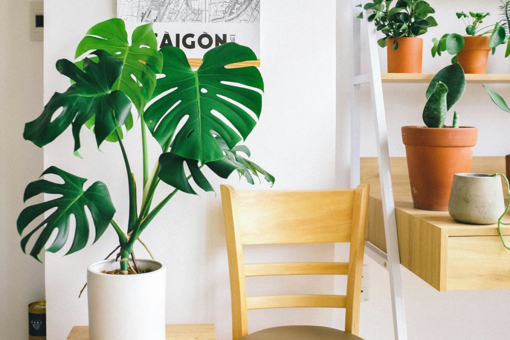 Wie man eine Monstera oder Adam’s Rippe pflegt: eine pflegeleichte Pflanze, die sich ideal eignet, um Ihrem Zuhause tropischen Charme zu verleihen