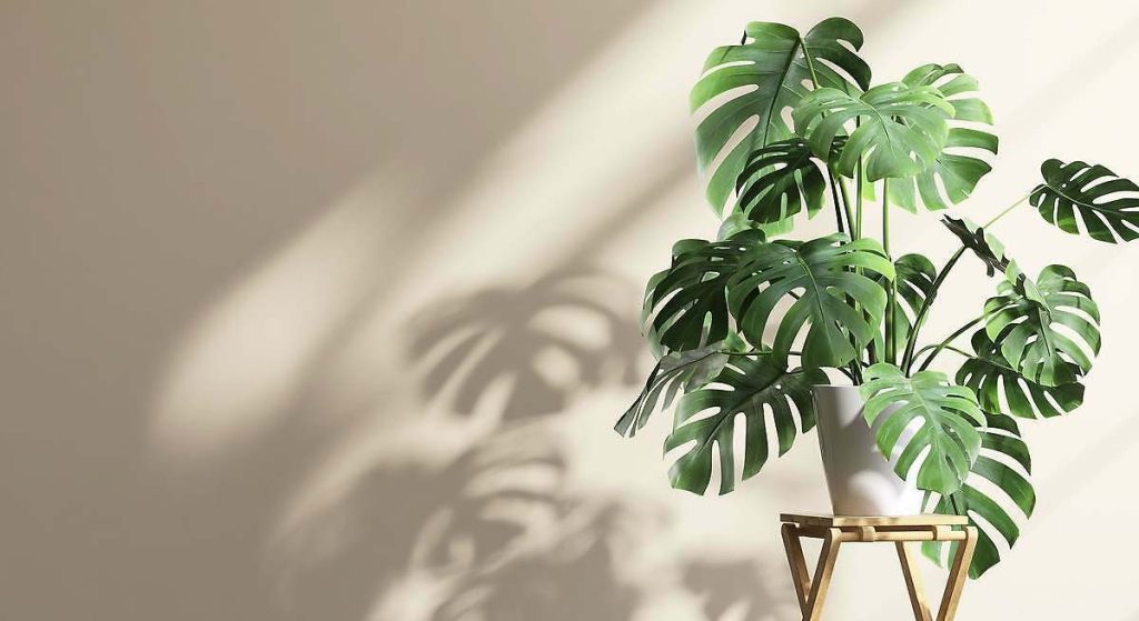 Wie man eine Monstera pflegt: Die Adam-Rippe ist eine der dankbarsten Pflanzen, die Ihrem Zuhause wieder zu voller Pracht verhilft.