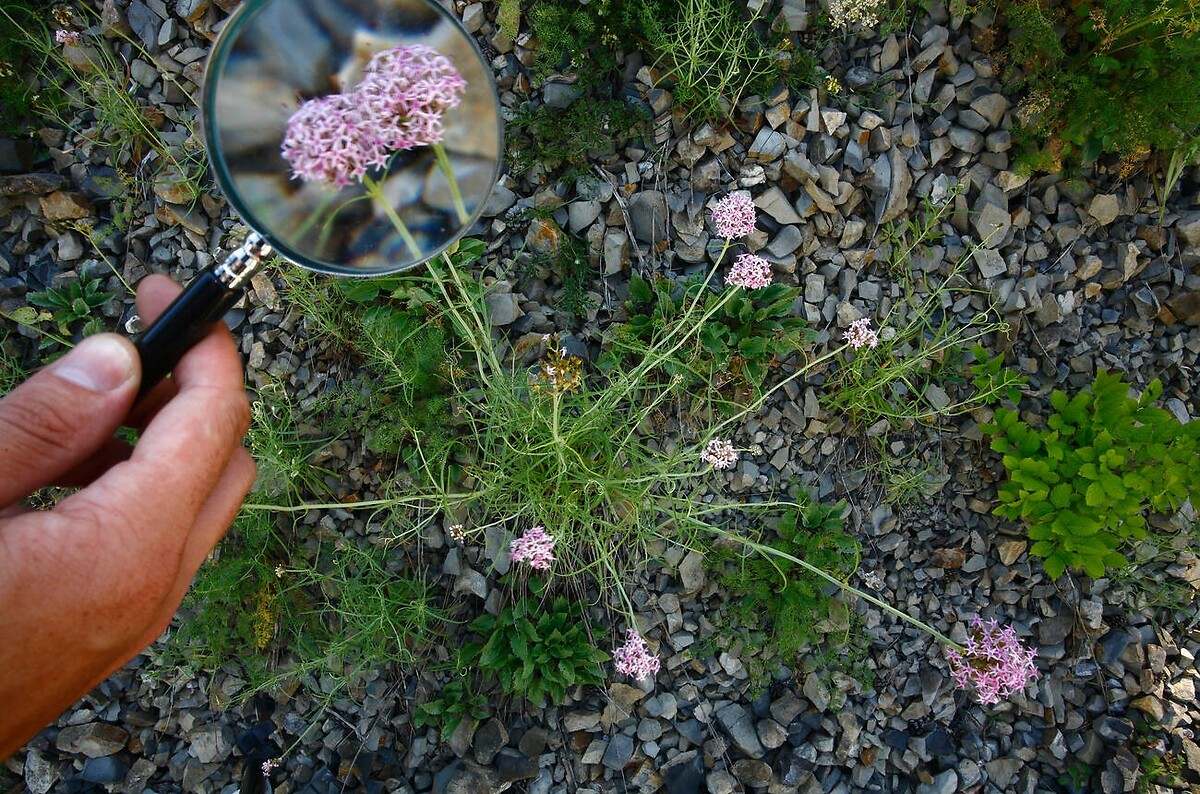Eine Pflanze, die Ihnen zu einem besseren Schlaf verhilft und sehr einfach in Töpfen oder im Garten angebaut werden kann.