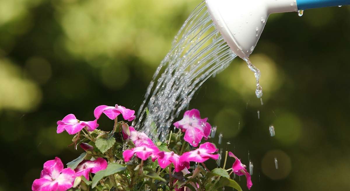 Wer Wasser zum Eierkochen hat, hat einen Schatz: Schütten Sie es nicht weg, dann können Sie seinen versteckten Vorteil nutzen.