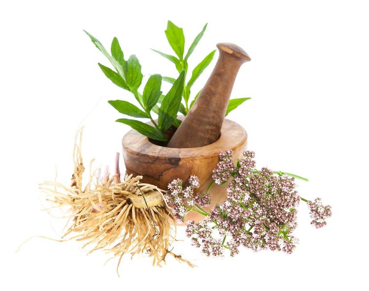 Eine Pflanze, die Ihnen zu einem besseren Schlaf verhilft und sehr einfach in Töpfen oder im Garten angebaut werden kann.
