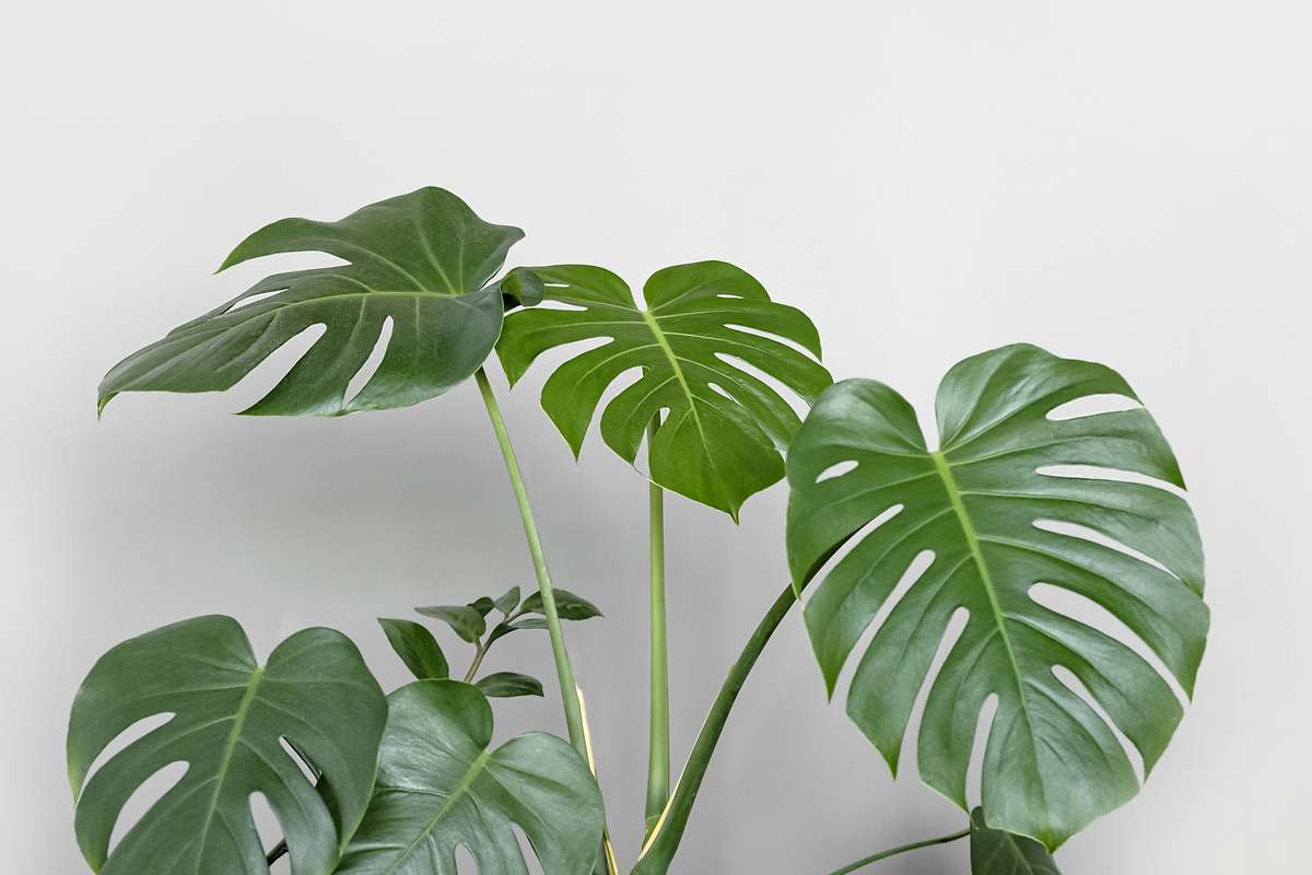 Wie man eine Monstera pflegt: Die Adam-Rippe ist eine der dankbarsten Pflanzen, die Ihrem Zuhause wieder zu voller Pracht verhilft.