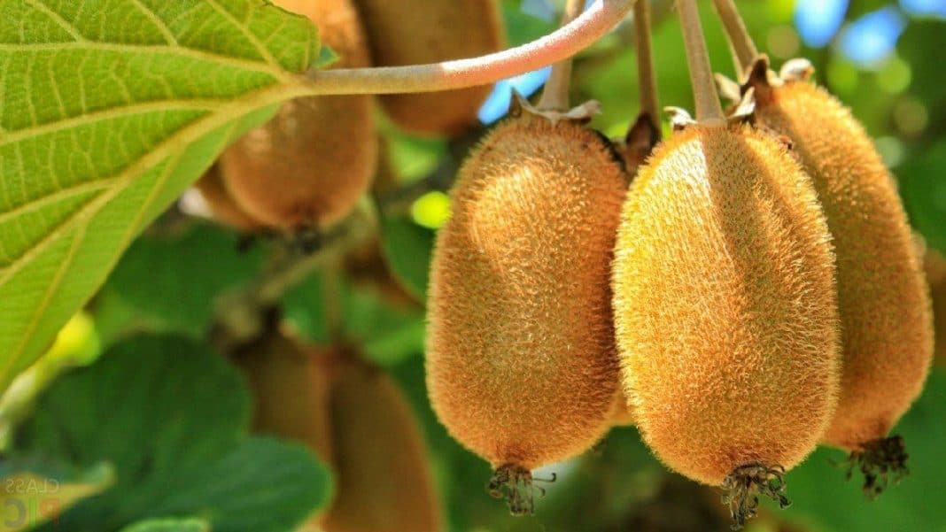Trocknen von Kiwi-Schalen in der Sonne: Wozu dient es und wie kann man sie verwenden?