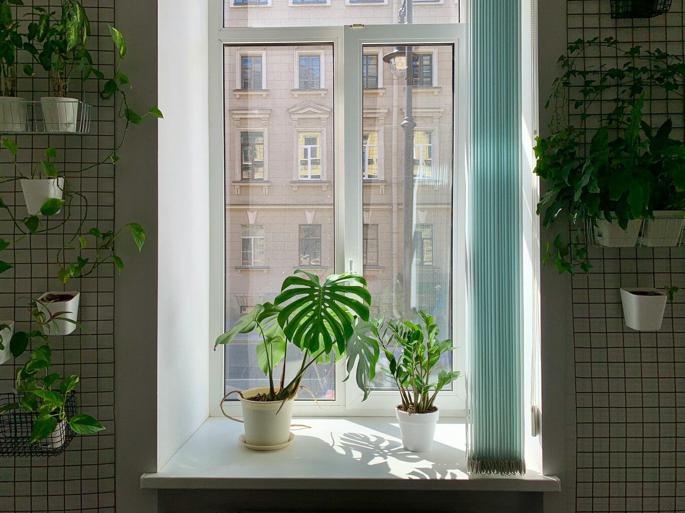 Wie man eine Monstera oder Adam's Rippe pflegt: eine pflegeleichte Pflanze, die sich ideal eignet, um Ihrem Zuhause tropischen Charme zu verleihen