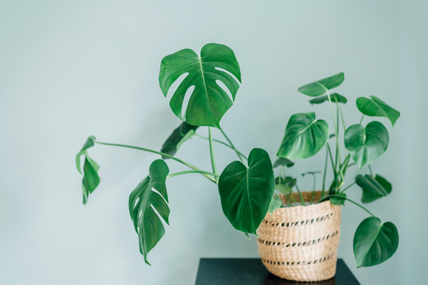 Wie man eine Monstera oder Adam's Rippe pflegt: eine pflegeleichte Pflanze, die sich ideal eignet, um Ihrem Zuhause tropischen Charme zu verleihen