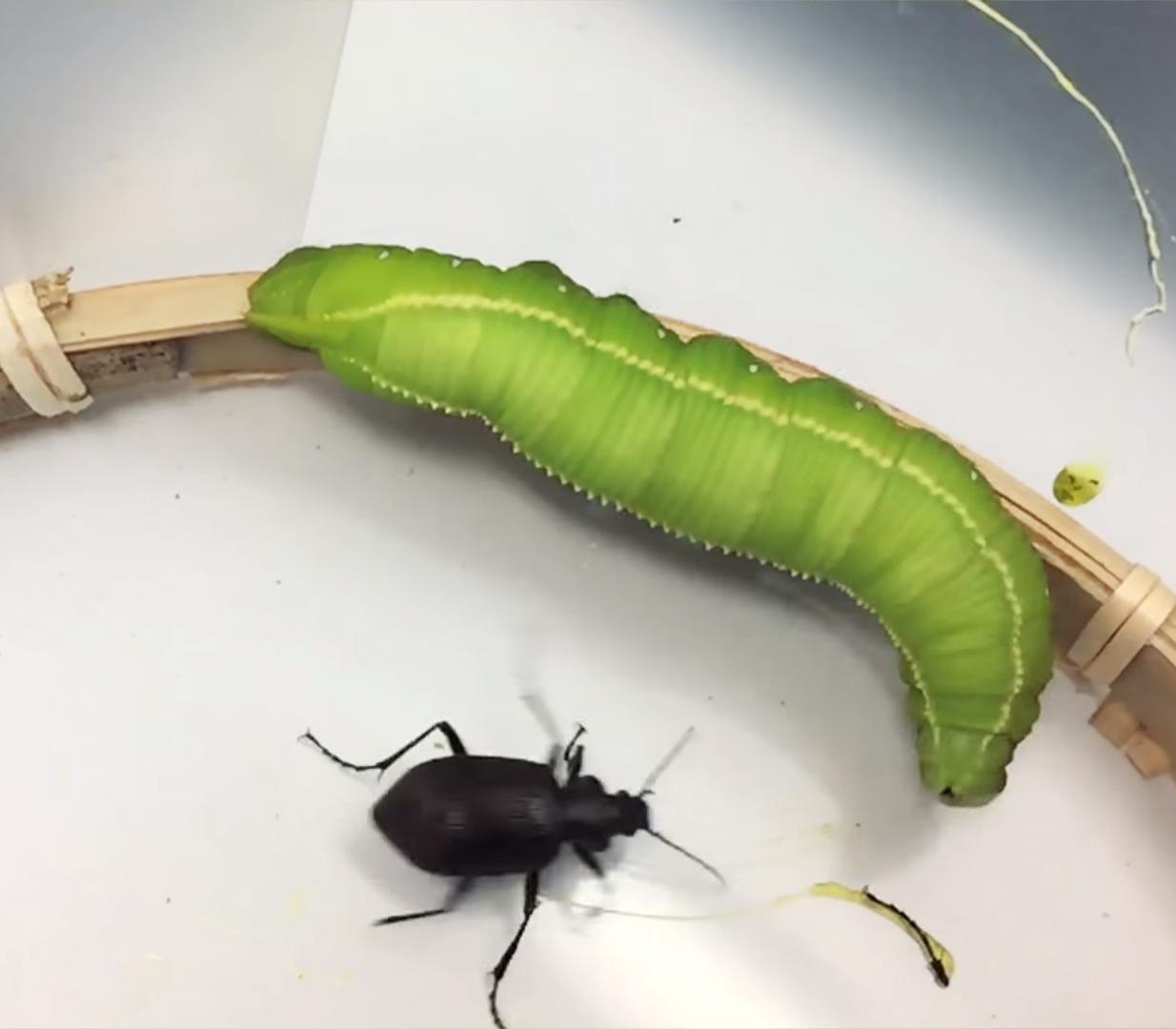 Sind Ihre Blätter und Wurzeln beschädigt? Dieser Schädling könnte sich in Ihrem Garten eingenistet haben