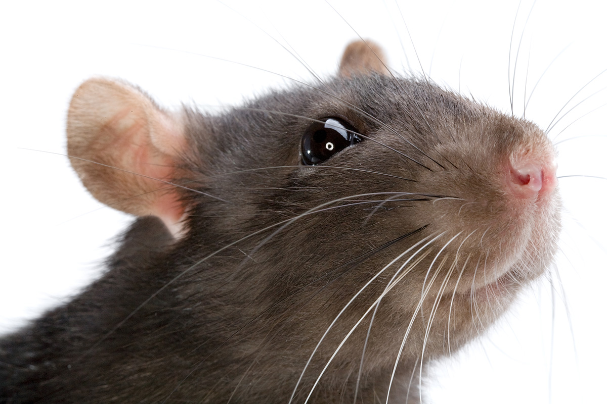 Glaubst du immer noch, dass Ratten wegen der Schmutzigkeit zu dir kommen? Hier ist der wahre Grund, der dich so anwidern wird, dass du dich nicht mehr trauen wirst, mit deinen Freunden darüber zu sprechen.