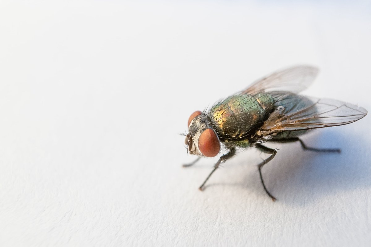 Nehmen Sie es aus dem Küchenschrank und streuen Sie es auf die Arbeitsplatte. Die Fliegen werden davonfliegen, wohin der Pfeffer wächst