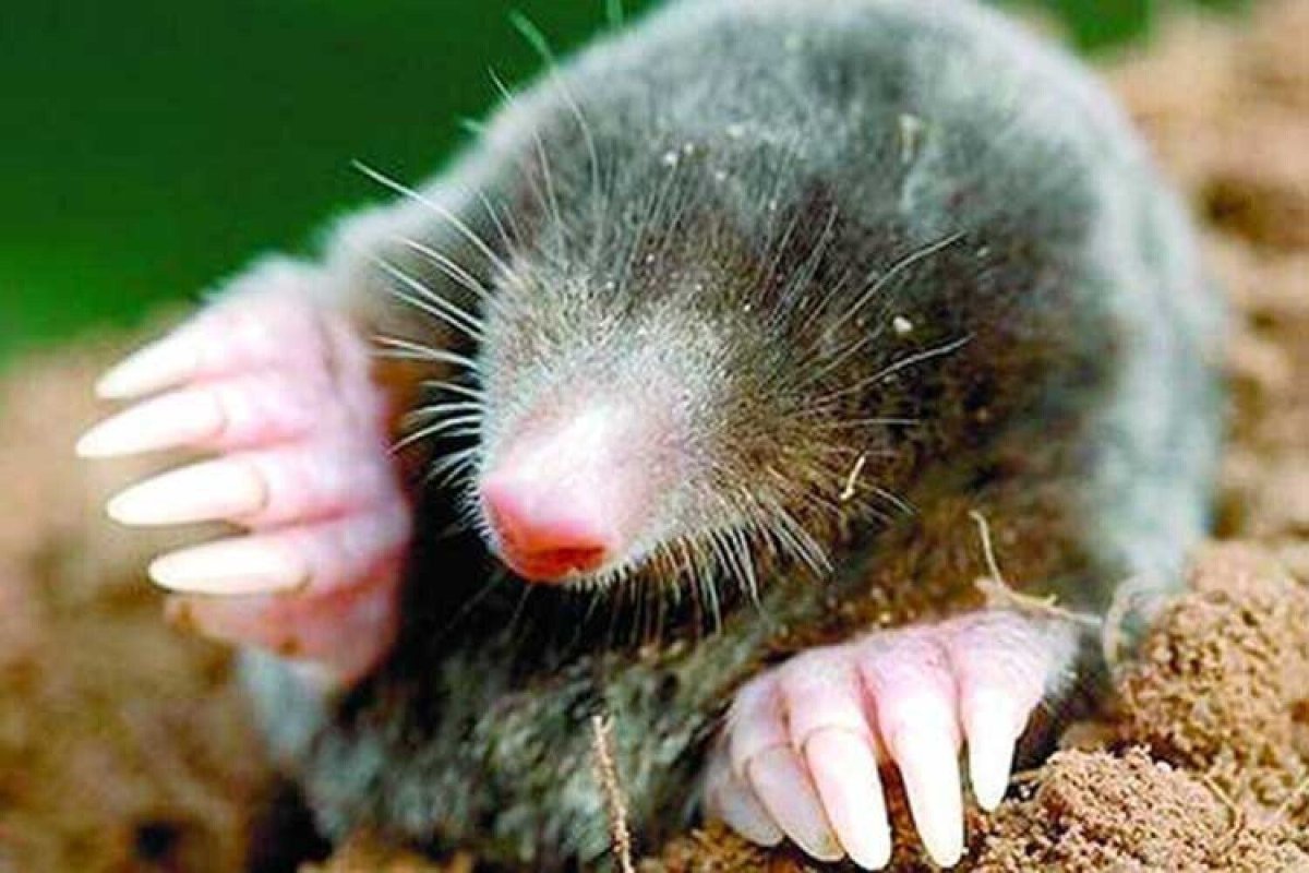 Wissenschaftler trauen ihren Augen nicht: In Girona wurde eine Versteinerung eines unbekannten Maulwurfs gefunden, die die Vorstellungen über die Evolution auf den Kopf gestellt hat.