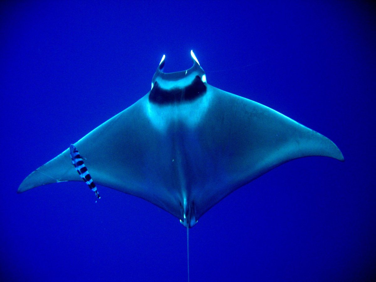 „Teufel“ in Form von Fischen tauchen an der Mittelmeerküste auf: „Das ist ein sehr schlechtes Zeichen“
