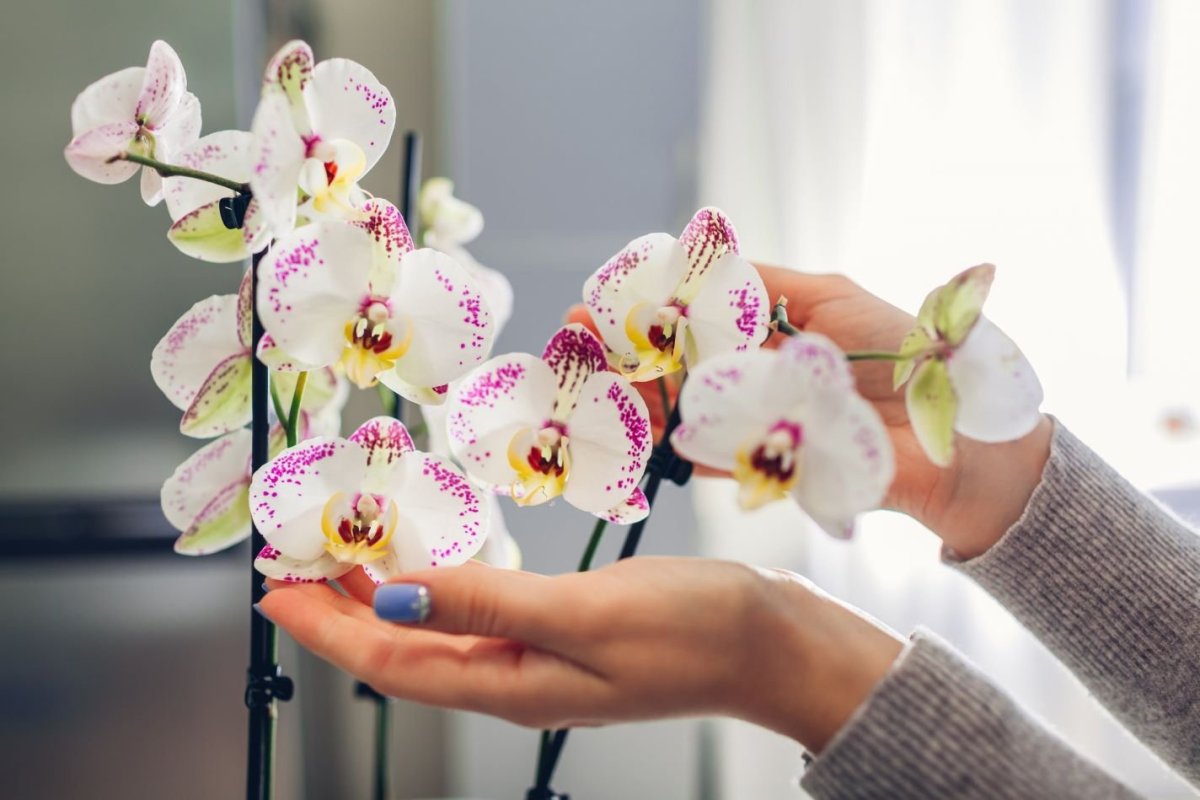Ihre Orchidee wird blühen wie nie zuvor! Entfernen Sie einfach dies aus ihr.
