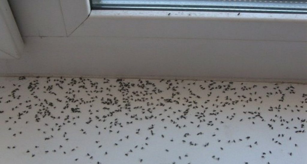 Fliegen in der Küche: eine sehr einfache selbstgemachte Falle aus 3 Zutaten.
