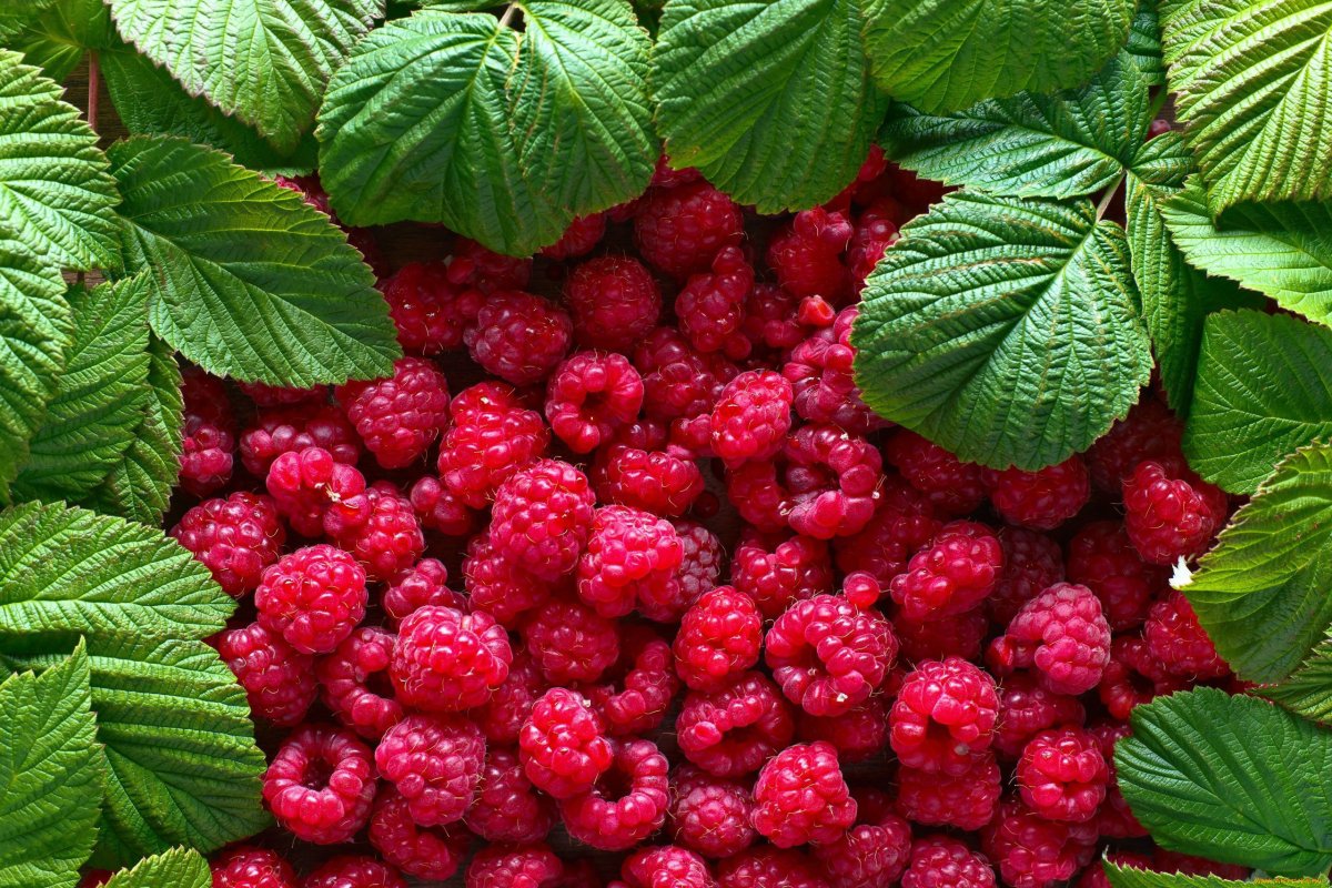 Wie ich Himbeeren mehrere Tage lang frisch halte