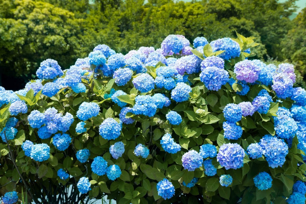 Gießen Sie diese Hortensie alle zwei Wochen. Sie wird dann blaue Blüten bilden.