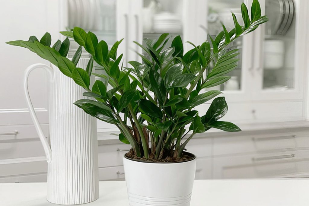 Gießen Sie dies in einen Topf, und Ihre Zamioculcas wird wieder aufleben, als käme sie gerade aus einem Urlaub in den Tropen.