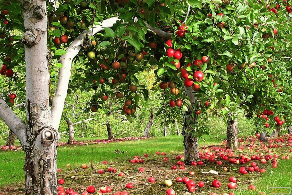 7 Obstbäume, die im August beschnitten werden müssen, um eine reichhaltigere und qualitativ hochwertigere Ernte zu erzielen – meine unverzichtbare Checkliste für das Ende des Sommers von einem professionellen Gärtner
