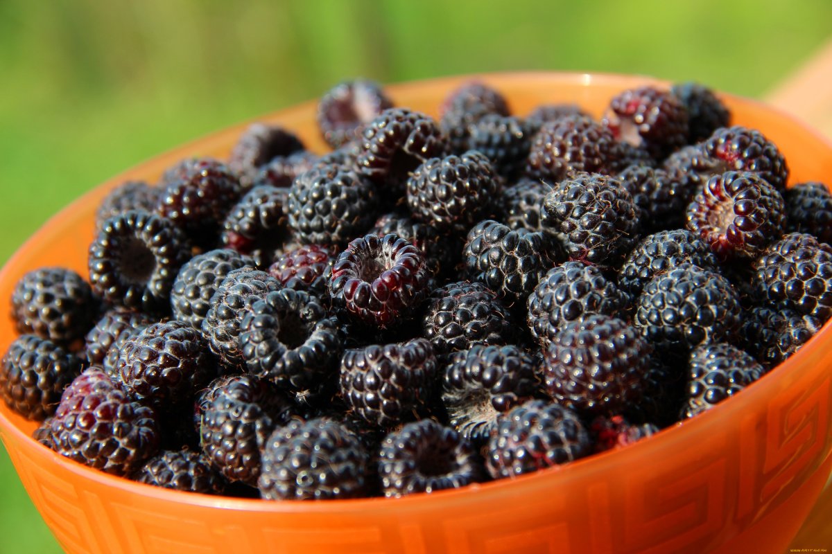 Ein ungewöhnliches Superprodukt nicht nur für Diabetiker. Es enthält viele Antioxidantien und wirkt entzündungshemmend.