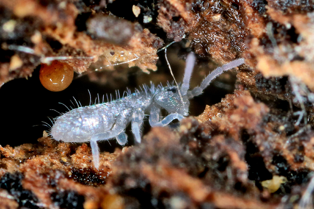 Feuchtigkeitsliebende Insekten: verbreitete Arten, wo sie vorkommen und wie man sie im Haus vorbeugen kann