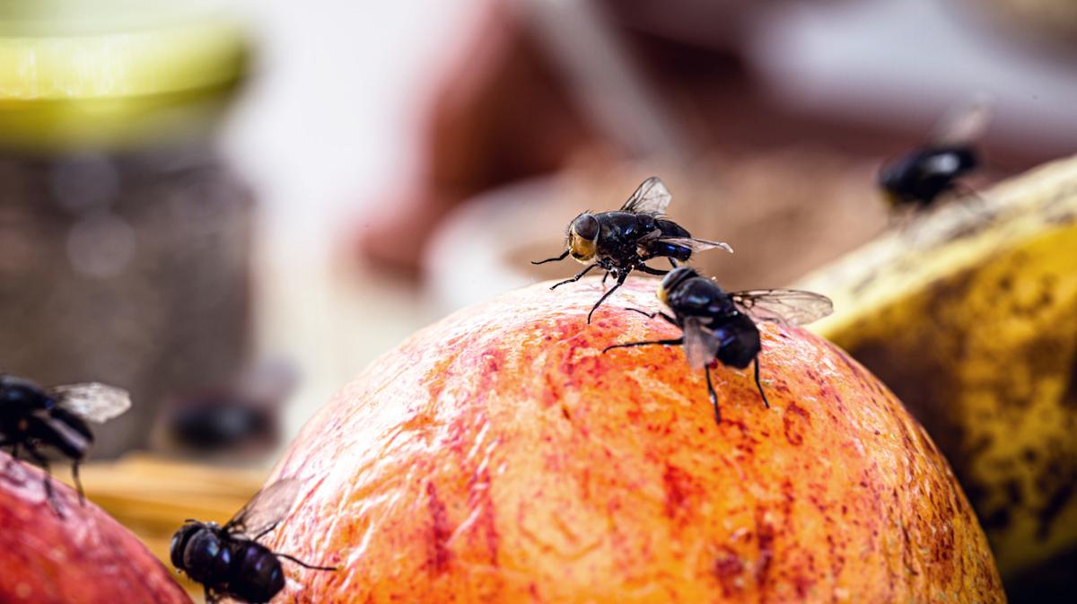 Fliegen in der Küche: eine sehr einfache selbstgemachte Falle aus 3 Zutaten.