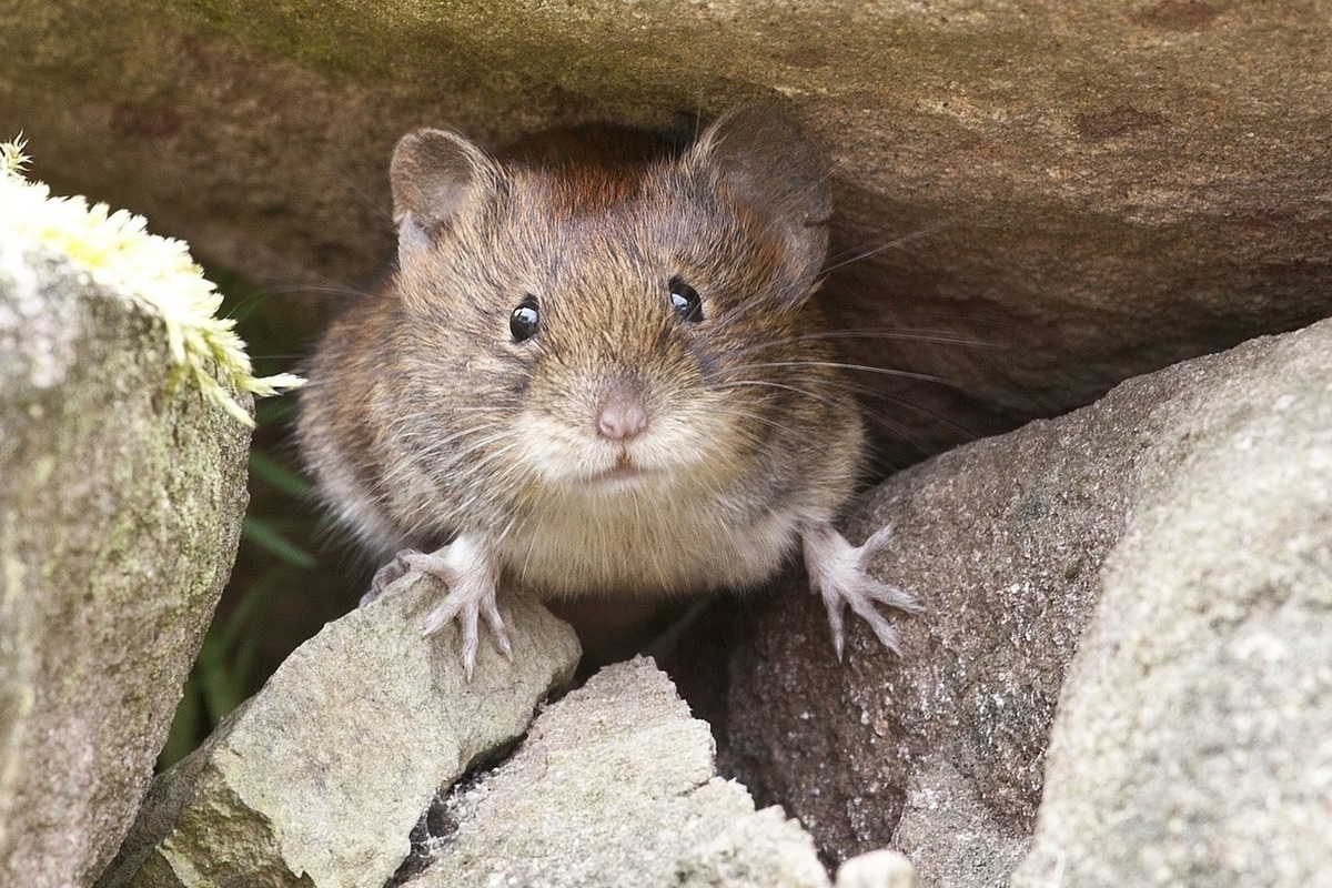 Ratten und Mäuse: Dieses einfache Blatt ist das beste Mittel, um sie für immer loszuwerden