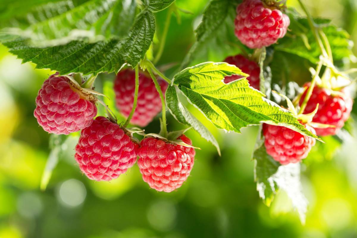 Nutzen Sie diesen cleveren Trick im August, um das Wachstum Ihrer Himbeeren zu fördern und bis zum Herbst Früchte zu ernten.