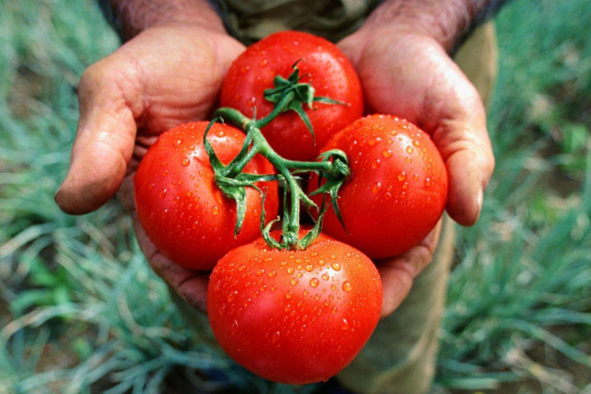 Diese natürliche Maßnahme, die im August am Fuß der Tomatenpflanzen durchgeführt werden sollte, sorgt für schmackhaftere Früchte und eine reichhaltige Ernte ohne den Einsatz von Chemikalien.