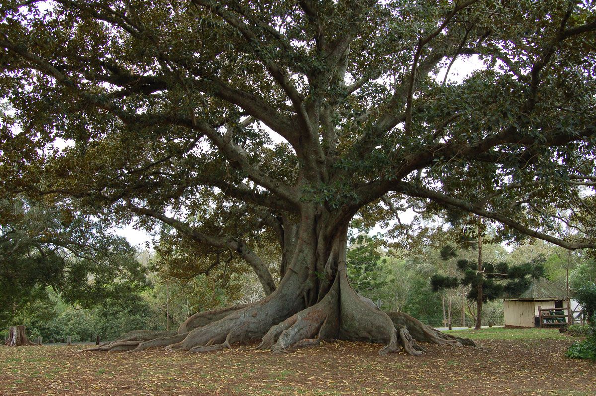 Der größte Feigenbaum der Welt steht auf Formentera und wird von 200 Holzpfählen gestützt.