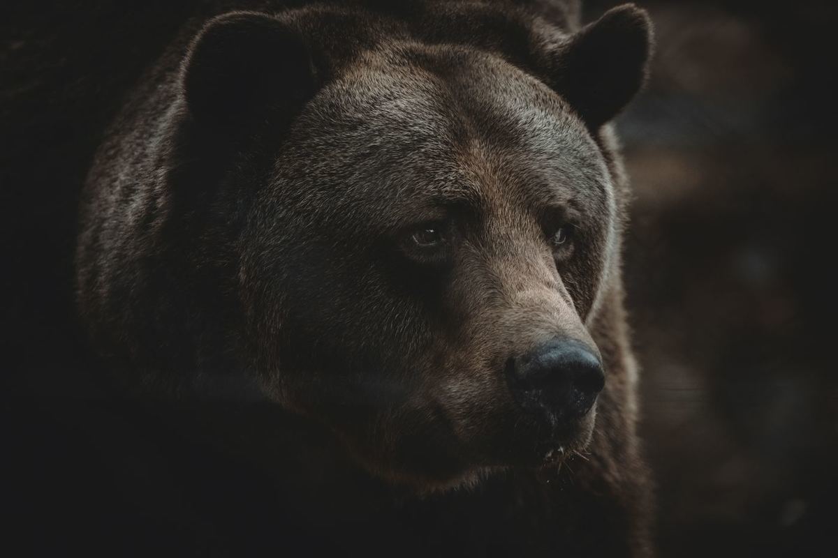 Der größte Bär der Geschichte. Ein Tier von der Größe eines Elefanten.