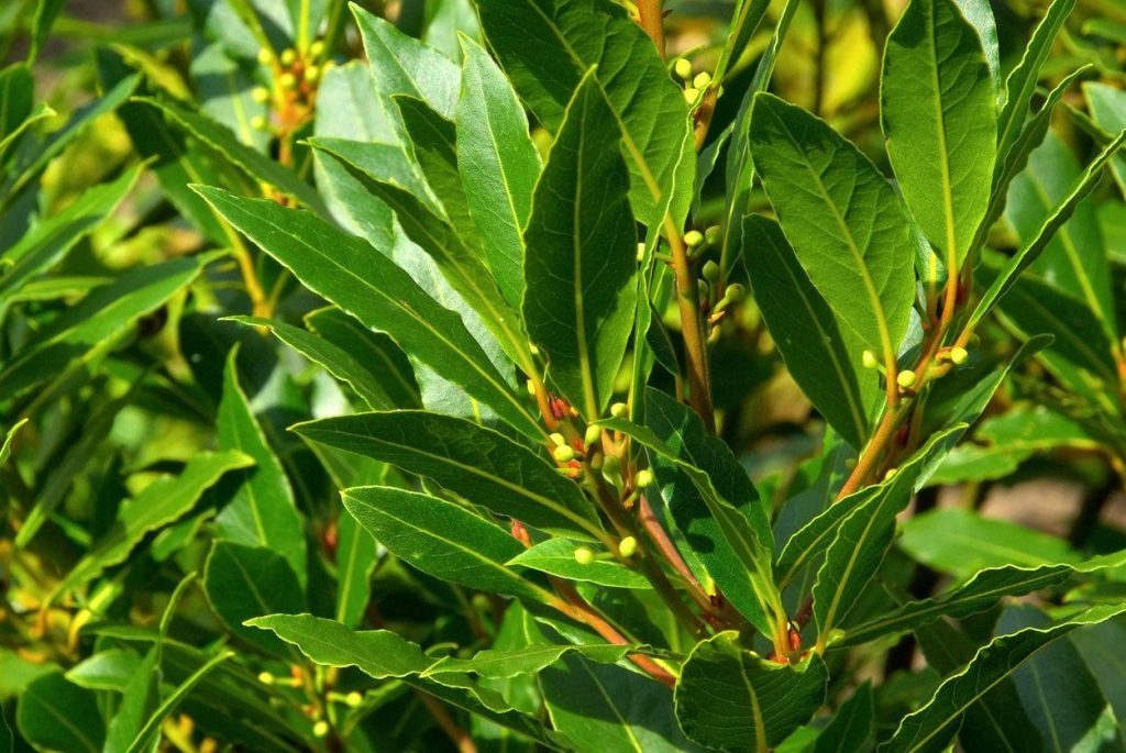 Wie pflegt man einen Lorbeerbaum zu Hause, damit er kräftig und gesund wächst?