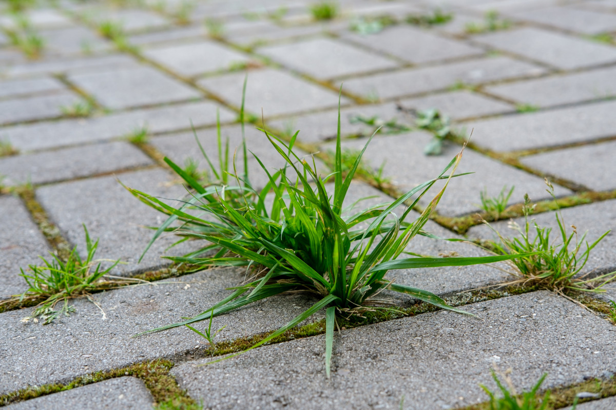 Unkraut, das aus Pflastersteinen wächst, ist ein echtes Problem. Gießen Sie es abends, und über Nacht wird es absterben. Methode zur Bekämpfung von Unkraut auf Pflastersteinen