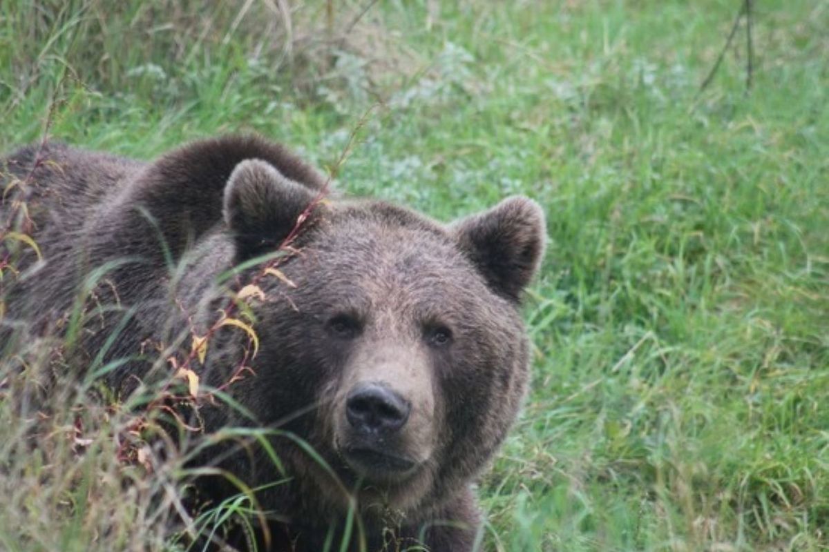 Der größte Bär der Geschichte. Ein Tier von der Größe eines Elefanten.