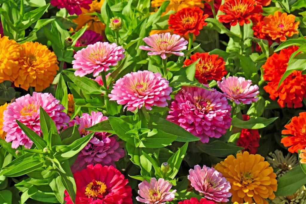 Drei ideale Pflanzen für die Pflanzung im August, die Ihren Garten im Sommer mit Blumen füllen Erfahren Sie, um welche Arten es sich handelt und welche Pflege sie benötigen.